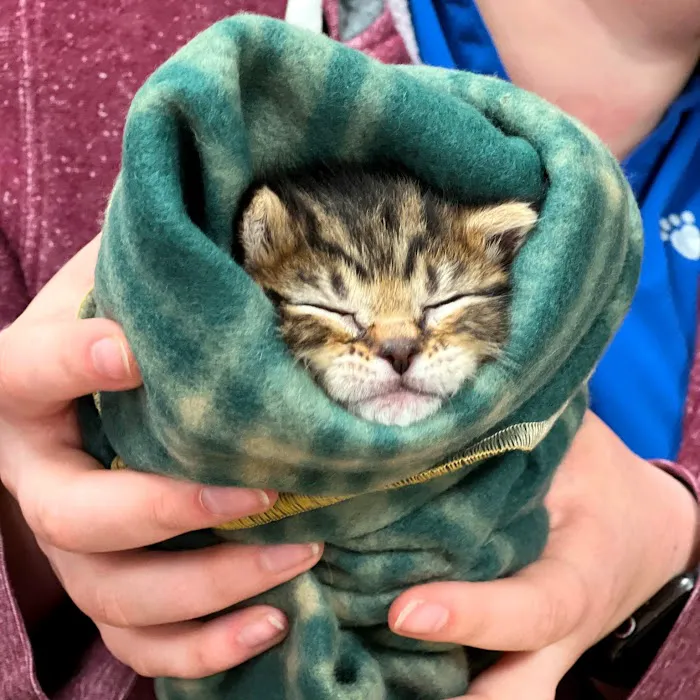 Animal Care Clinic 12