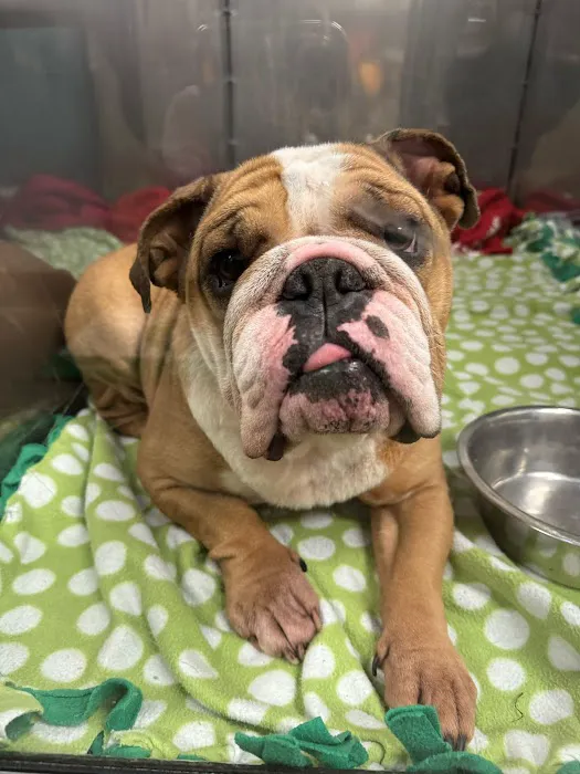 Animal Care Clinic 12