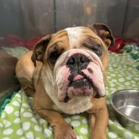 Animal Care Clinic ico