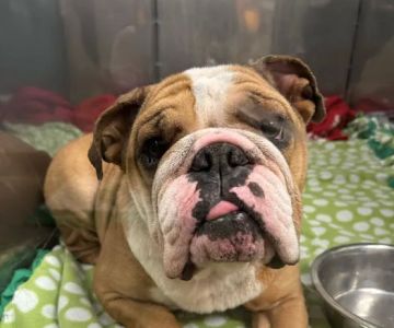 Animal Care Clinic