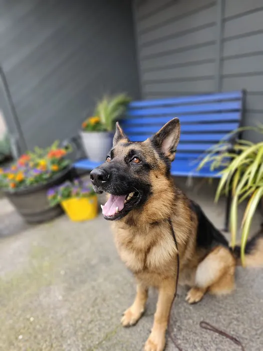 Wilsonville Veterinary Clinic 12