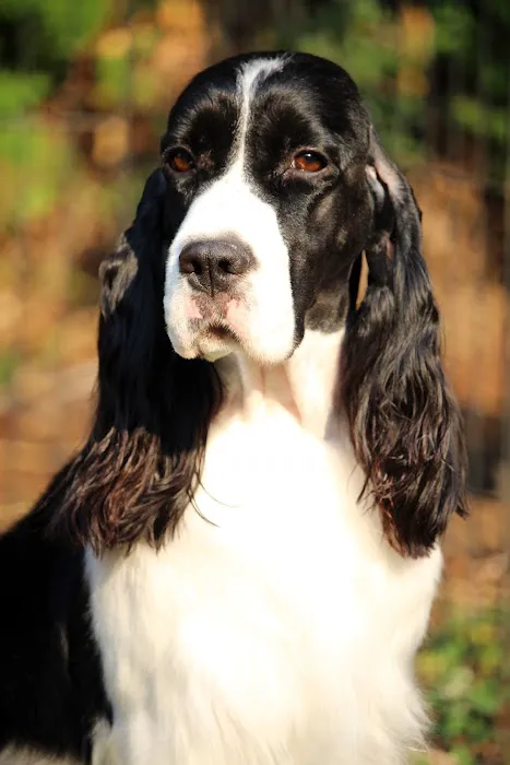 Wilsonville Veterinary Clinic 12