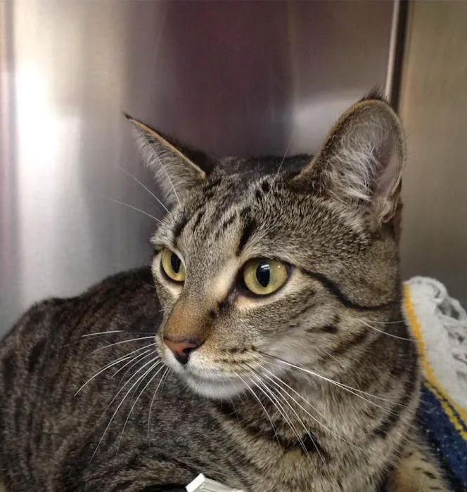 Estrella Veterinary Hospital, A Thrive Pet Healthcare Partner 10