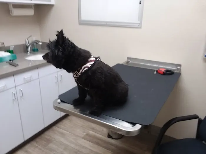VCA Olympiad Animal Hospital 12