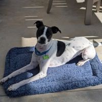 VCA Olympiad Animal Hospital ico