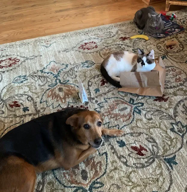 The Animal Doctors of Mission Viejo (formerly Family Member Vet) 12