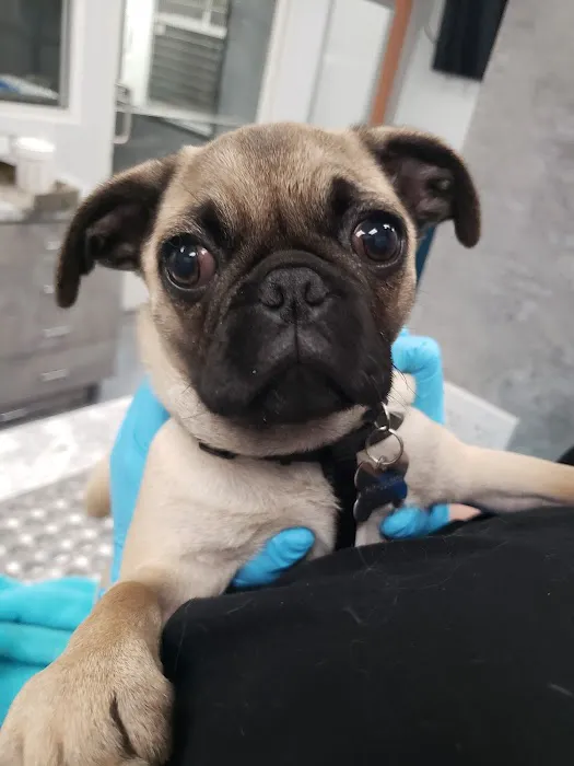 The Animal Doctors of Mission Viejo (formerly Family Member Vet) 12