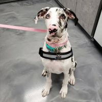 The Animal Doctors of Mission Viejo (formerly Family Member Vet) ico