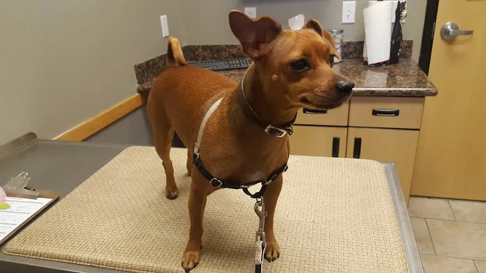 VCA Santa Margarita Animal Hospital 12