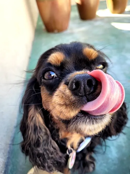 Point Vicente Animal Hospital 3