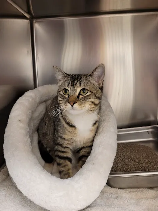 Point Vicente Animal Hospital 5