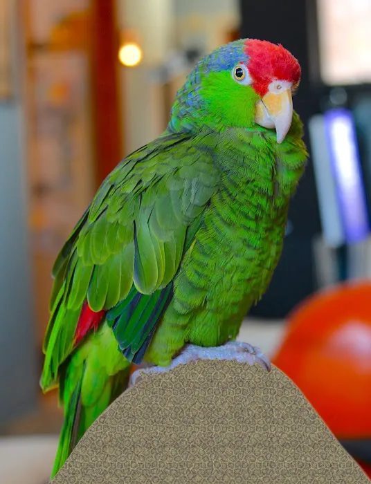 Point Vicente Animal Hospital 8