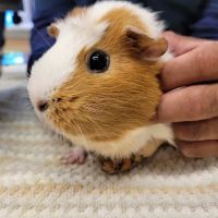Point Vicente Animal Hospital ico