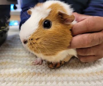 Point Vicente Animal Hospital