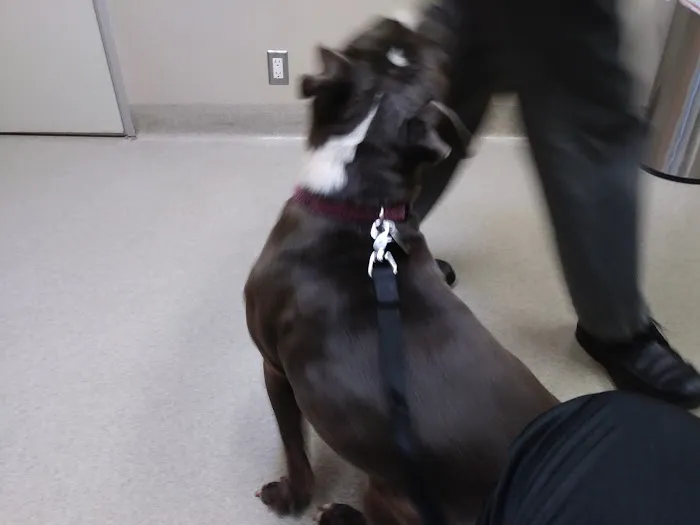 Santa Monica Pet Medical Center: Yuan Michael DVM 12