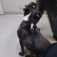 Santa Monica Pet Medical Center: Yuan Michael DVM ico