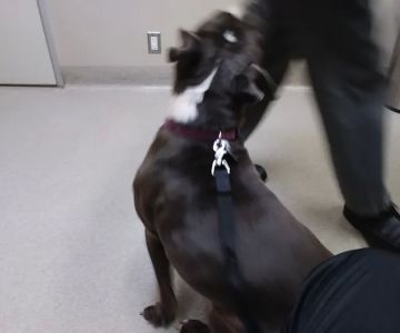 Santa Monica Pet Medical Center: Yuan Michael DVM