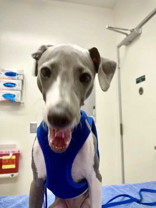 Santa Monica Pet Medical Center: Yuan Michael DVM 12