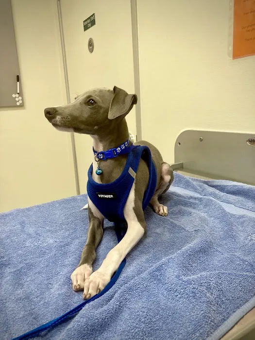 Santa Monica Pet Medical Center: Yuan Michael DVM 12