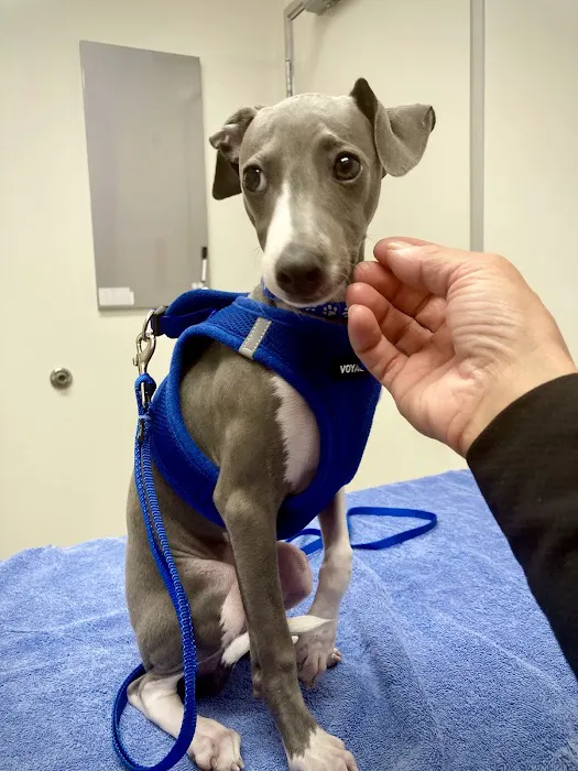 Santa Monica Pet Medical Center: Yuan Michael DVM 12