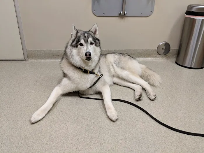 Santa Monica Pet Medical Center 12