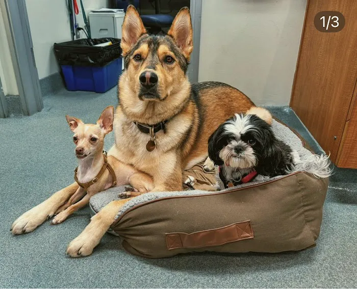 Santa Monica Pet Medical Center 12