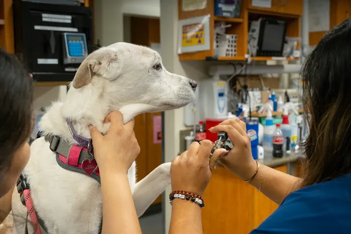 Santa Monica Pet Medical Center 12