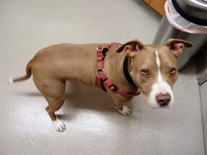 Santa Monica Pet Medical Center 12