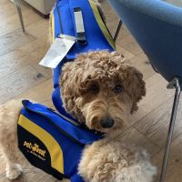 VCA Santa Monica Dog and Cat Hospital ico