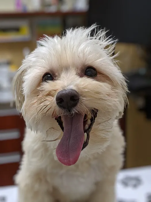 VCA Santa Monica Dog and Cat Hospital 8