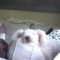 Brentwood Pet Clinic: Carvalho Kimberly DVM ico