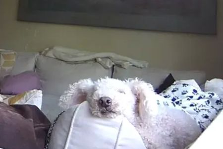 Brentwood Pet Clinic: Carvalho Kimberly DVM