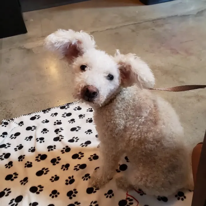 Brentwood Pet Clinic: Carvalho Kimberly DVM 3