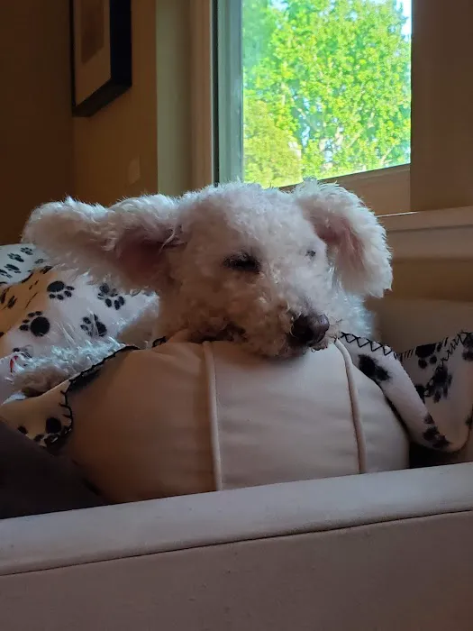 Brentwood Pet Clinic: Carvalho Kimberly DVM 4