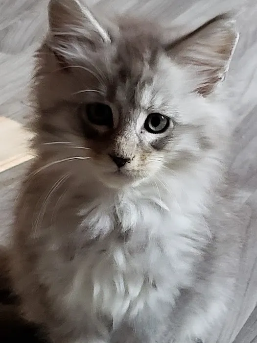 Brentwood Pet Clinic: Carvalho Kimberly DVM 10