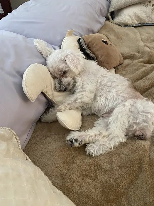VCA Brentwood Animal Hospital 9