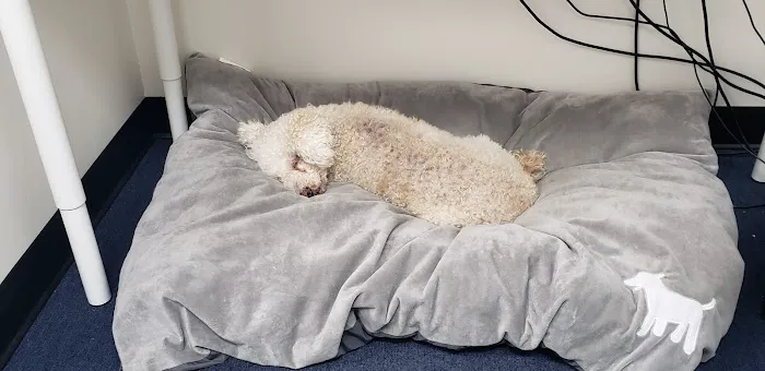 VCA Brentwood Animal Hospital 8