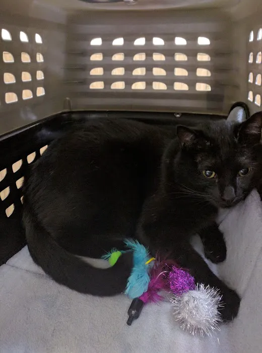 VCA Brentwood Animal Hospital 7