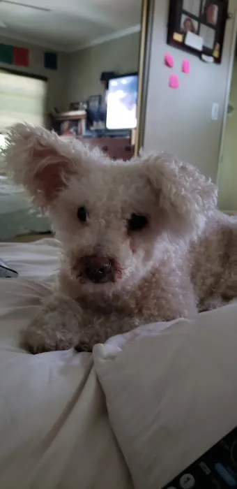 VCA Brentwood Animal Hospital 3