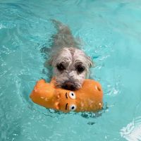 Two Hands Four Paws ico