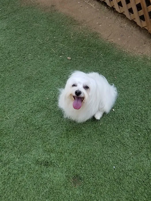 California Animal Rehabilitation 8