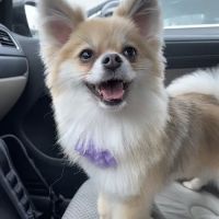 Emerald Animal Hospital ico