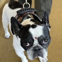 Veterinary Skin & Ear ico