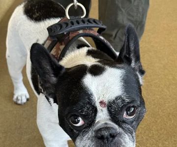 Veterinary Skin & Ear