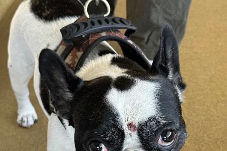 Veterinary Skin & Ear