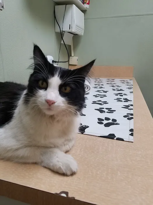 VCA Wilshire Animal Hospital 2