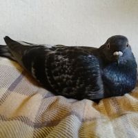 VCA Wilshire Animal Hospital ico