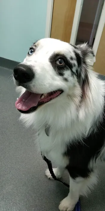 Pacific Animal Clinic 7