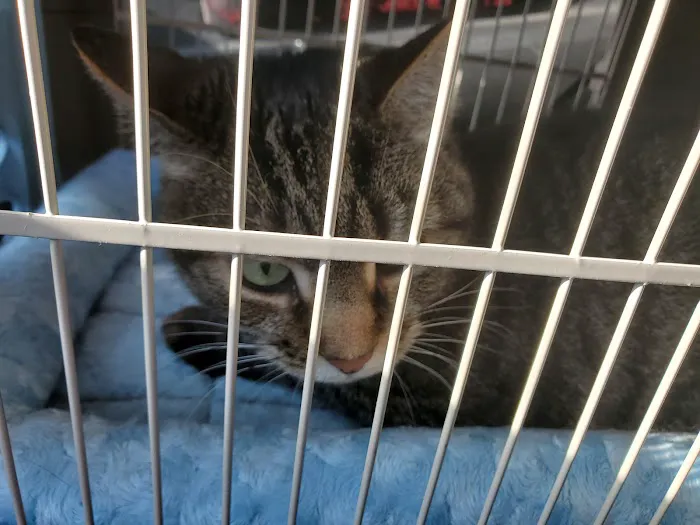 Pacific Animal Clinic 2