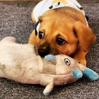 Pacific Animal Clinic ico